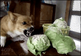 None animated GIF
