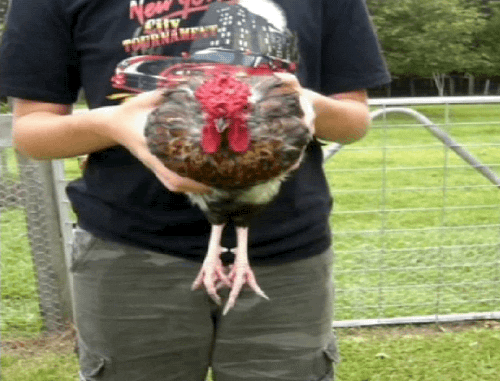 Chicken Body GIF by America's Funniest Home Videos - Find & Share on GIPHY