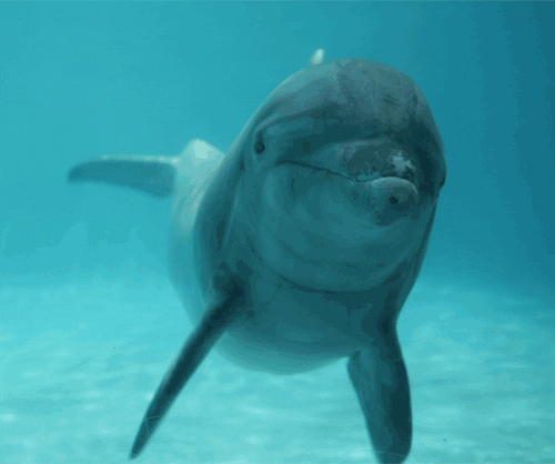 University of California water ocean dolphin swim