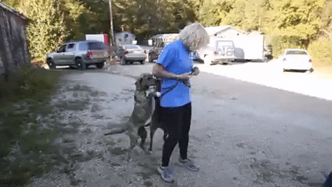 Dogs Puppy GIF by Badass BK - Find & Share on GIPHY