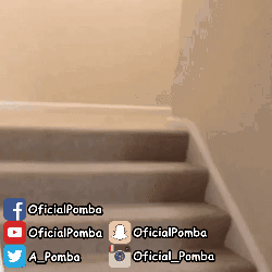 giphy.gif