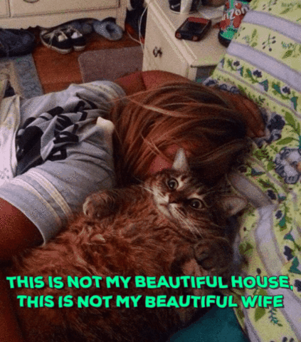 Talking Heads Cat GIF