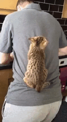 giphy.gif