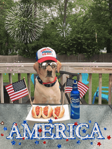 American Dog GIF - Find & Share on GIPHY