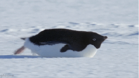 One cool thing: satellite poop images help scientists monitor Adélie penguin diets