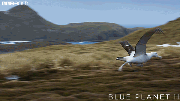 Image result for albatross gif