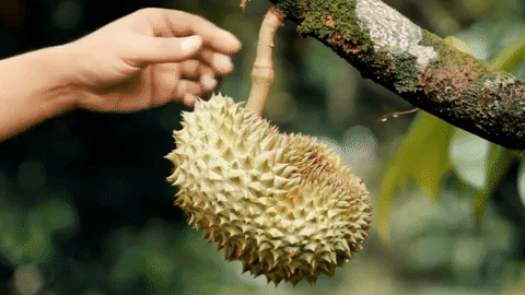 El durián: 6 datos de la fruta que huele a basura