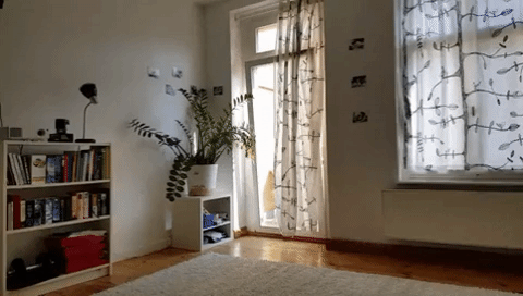 giphy.gif