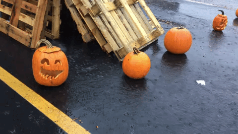 Image result for Pumpkin Day gif