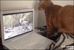 external_gif