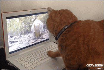 external_gif