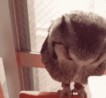 Dont Forget To Water Your Owl in animals gifs