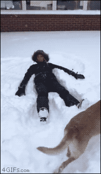 Dog And Snow in animals gifs