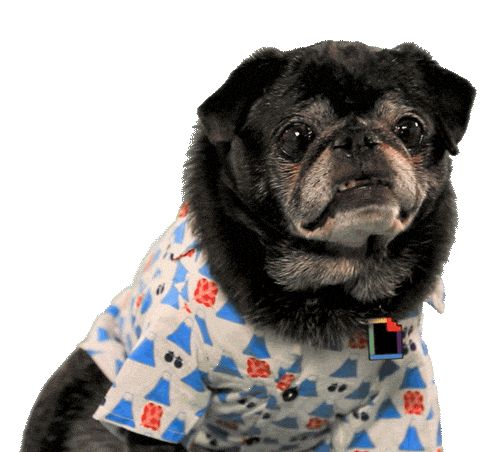 Pug GIF Stickers - Find & Share on GIPHY