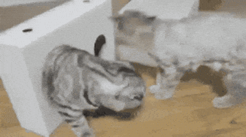200.gif