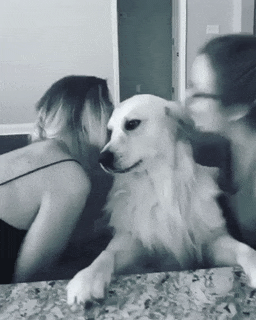 Lucky Dog in funny gifs