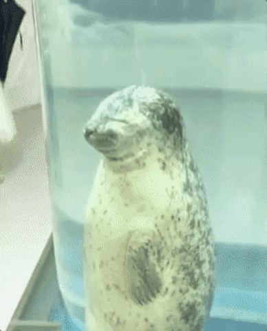 Seal GIFs - Find & Share on GIPHY