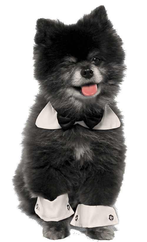 dog sticker by Originals for iOS & Android GIPHY