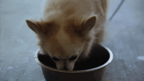 Gif of dog eating from food dish