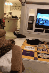 Cats Are Alien in funny gifs