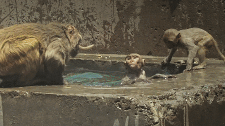 Monkey Jumpers in funny gifs