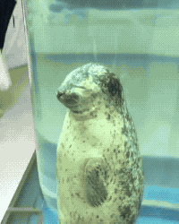 Beam Me Up in animals gifs