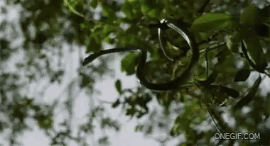 красивые змеи, красивые змеи фото, страшные змеи фото