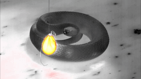 красивые змеи, красивые змеи фото, страшные змеи фото