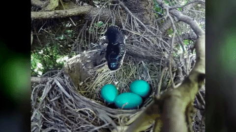 красивые змеи, красивые змеи фото, страшные змеи фото