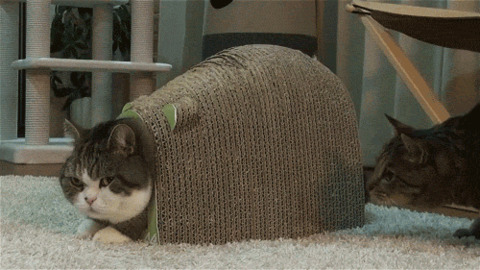 Oh Shit best Gif