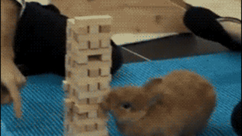 Bunny Test best Gif