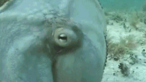 camouflaging Octopus best Gif