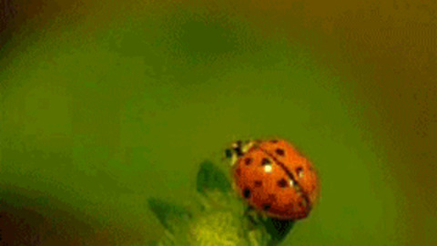 Ladybug best Gif