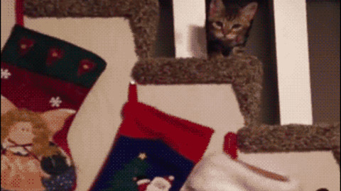 kitty Don't want anything best Gif