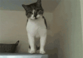giphy.gif
