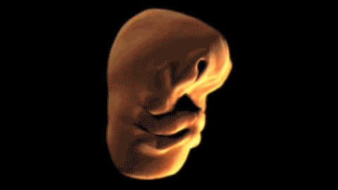 Human Face Development in Womb best Gif