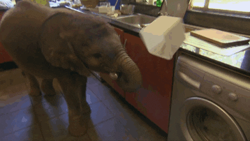 Домашний слон: спасенный от смерти слонёнок живет в доме своей спасительницы.