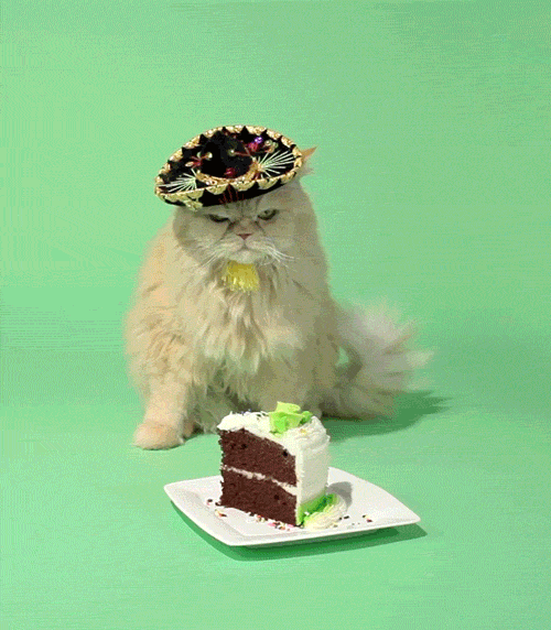 Happy Birthday Cat GIFs Find & Share on GIPHY