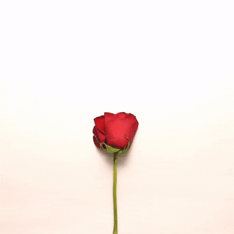 a rose heart