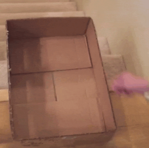 Cat surfing in a box