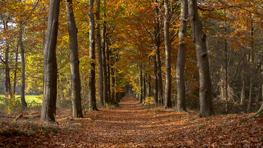 Purely decorative image of a path in an autumnal forest