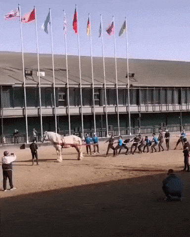 Tug of war with horse in wow gifs