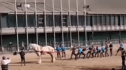 Tug of war with horse