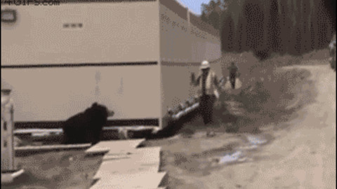 Bear costume prank Funny Gif