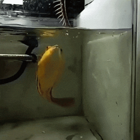 What fish is this in wow gifs