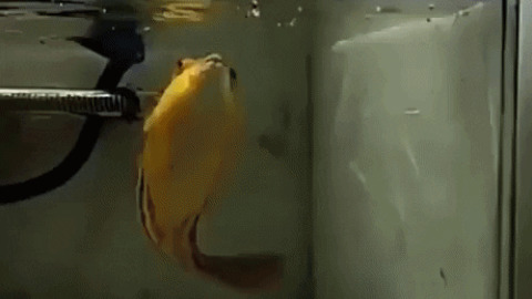 What fish is this