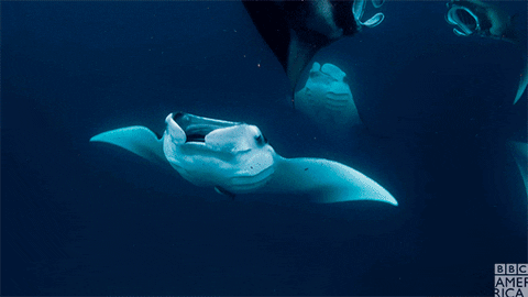Manta Ray GIFs - Find & Share on GIPHY