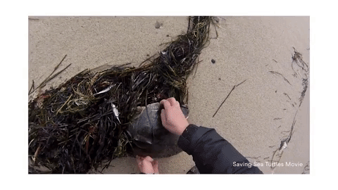 Animated GIF - Find & Share on GIPHY