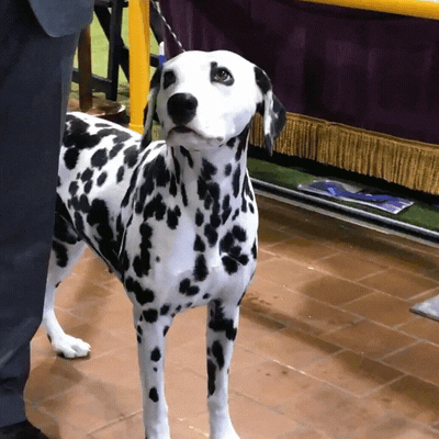 Dalmatian Dog Price In India