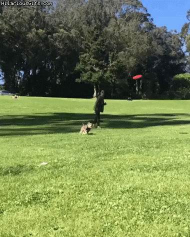 Flying boi in dog gifs